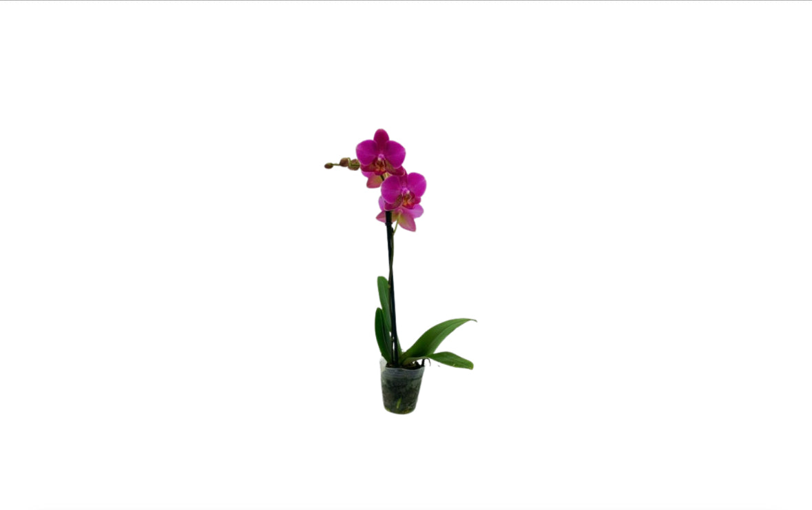 Twelve 2" Espresso Orchids