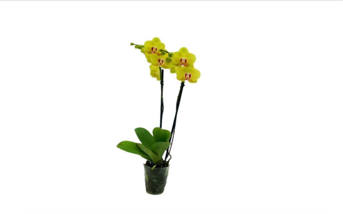 Twelve 2" Espresso Orchids