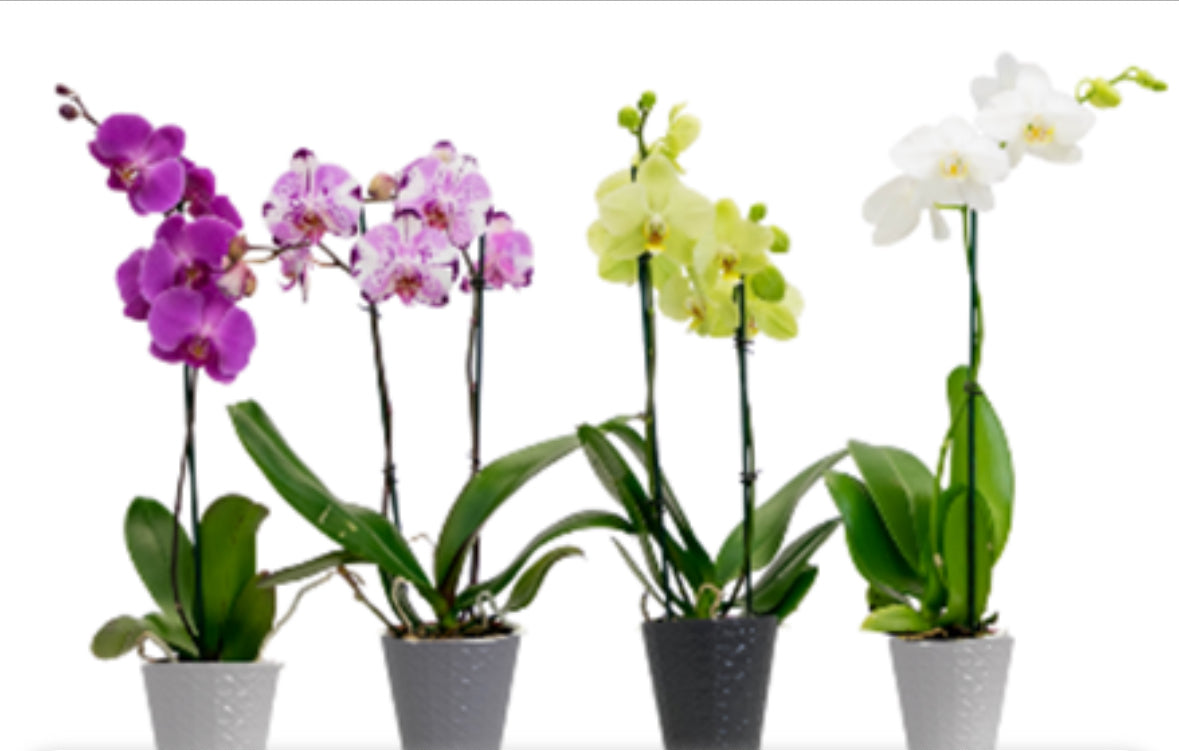 5" Phalaenopsis Assorted