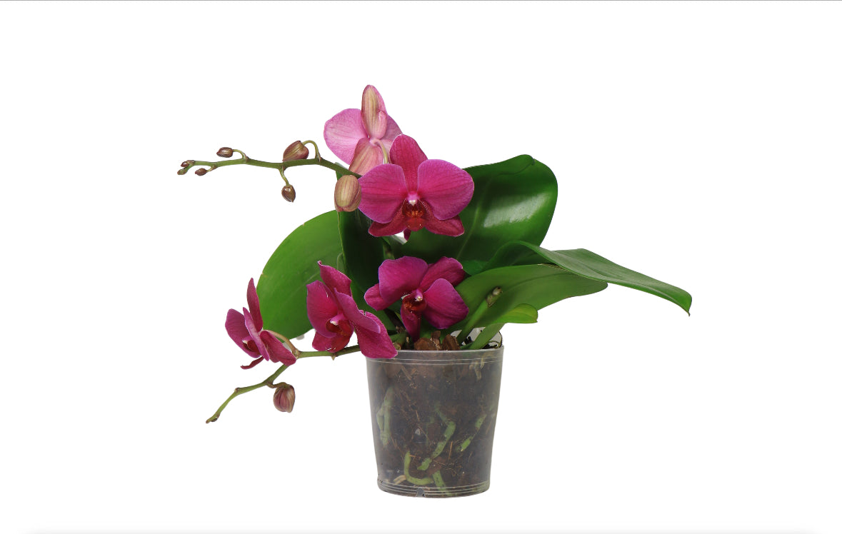 5" Phalaenopsis Assorted