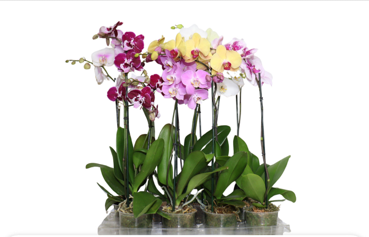 5" Phalaenopsis Assorted