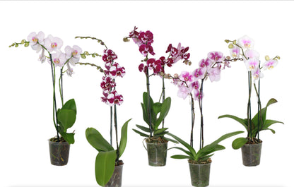 5" Phalaenopsis Assorted