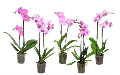 5" Phalaenopsis Assorted