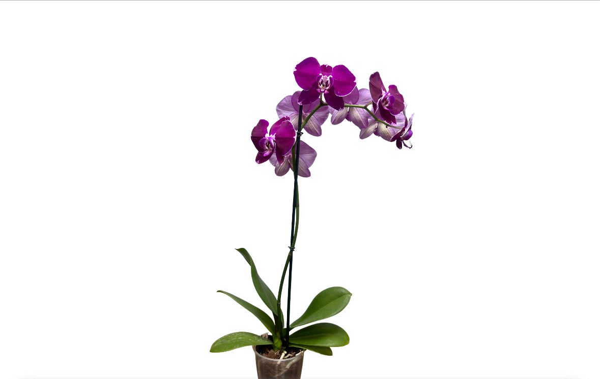 5" Phalaenopsis Assorted