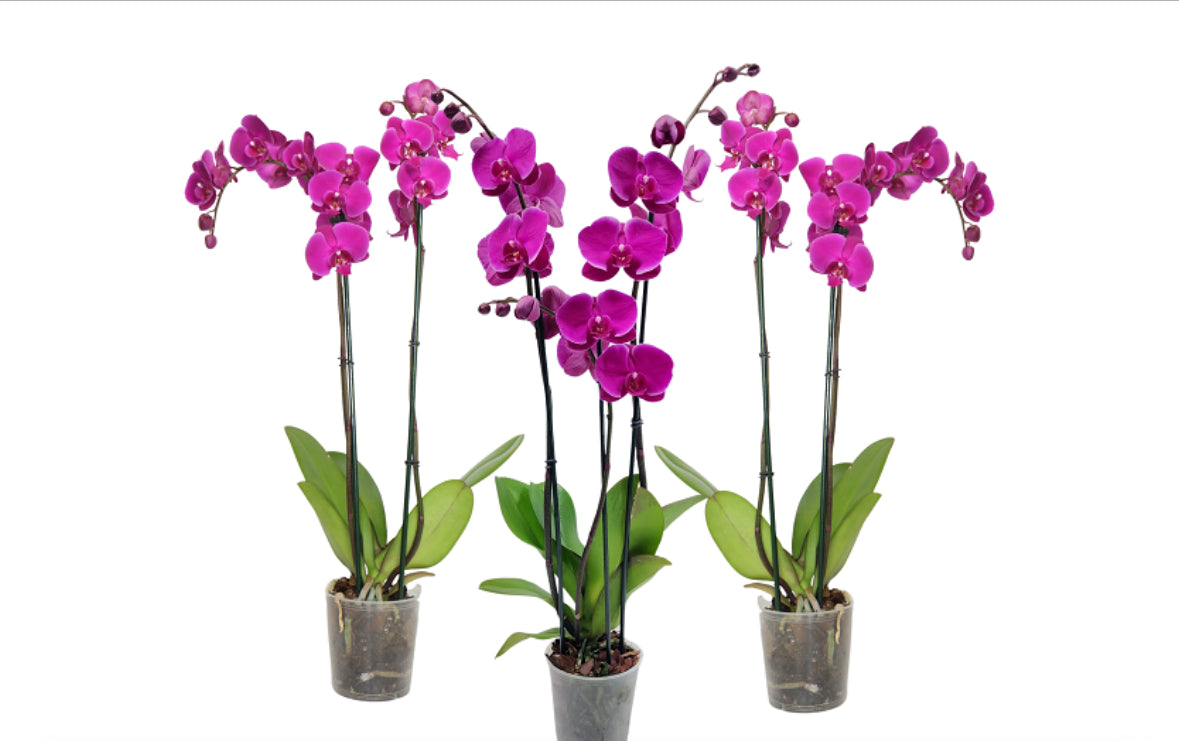 5" Phalaenopsis Assorted