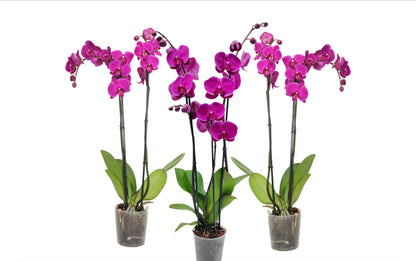 5" Phalaenopsis Assorted