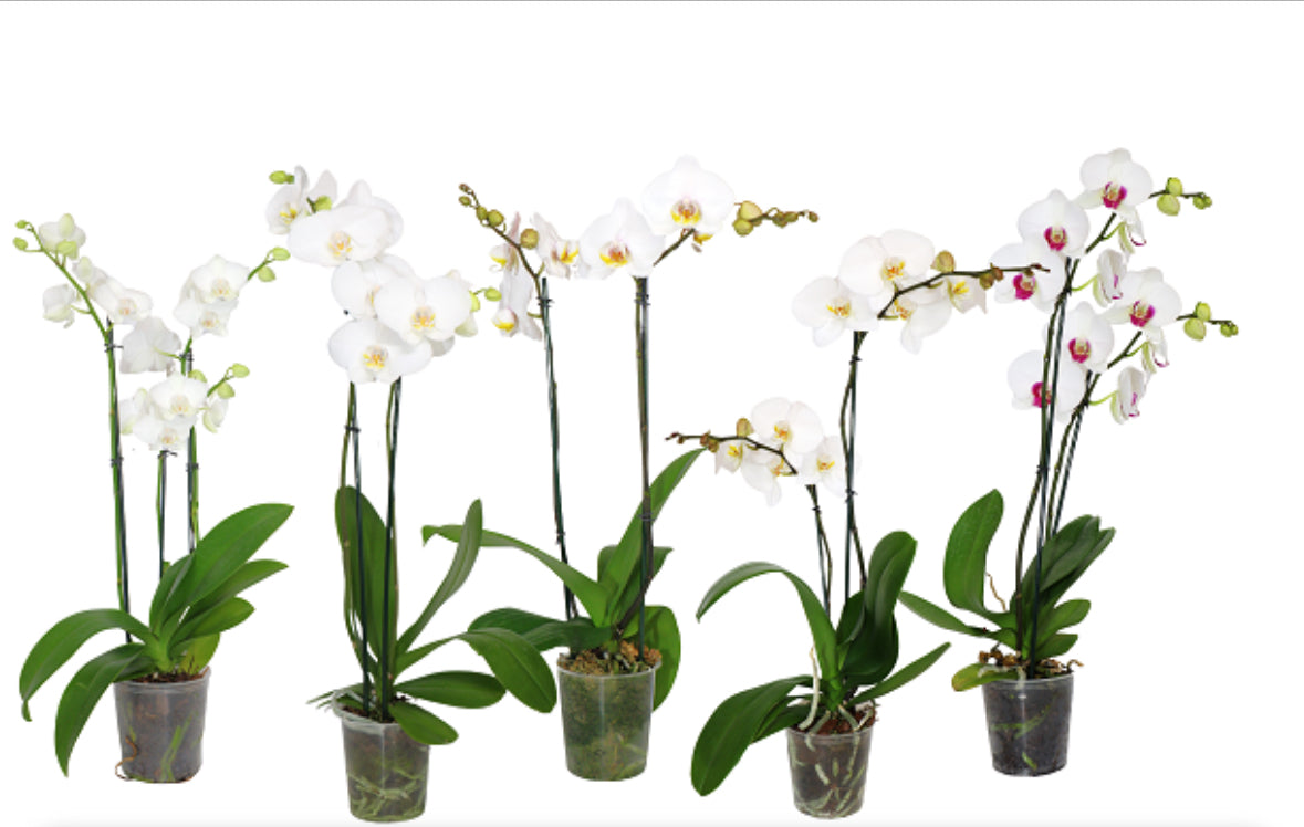 5" Phalaenopsis Assorted