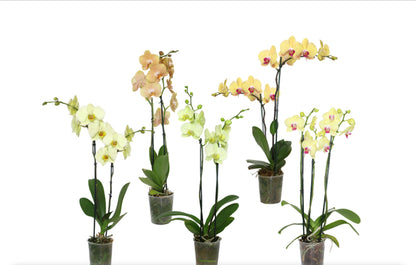 5" Phalaenopsis Assorted