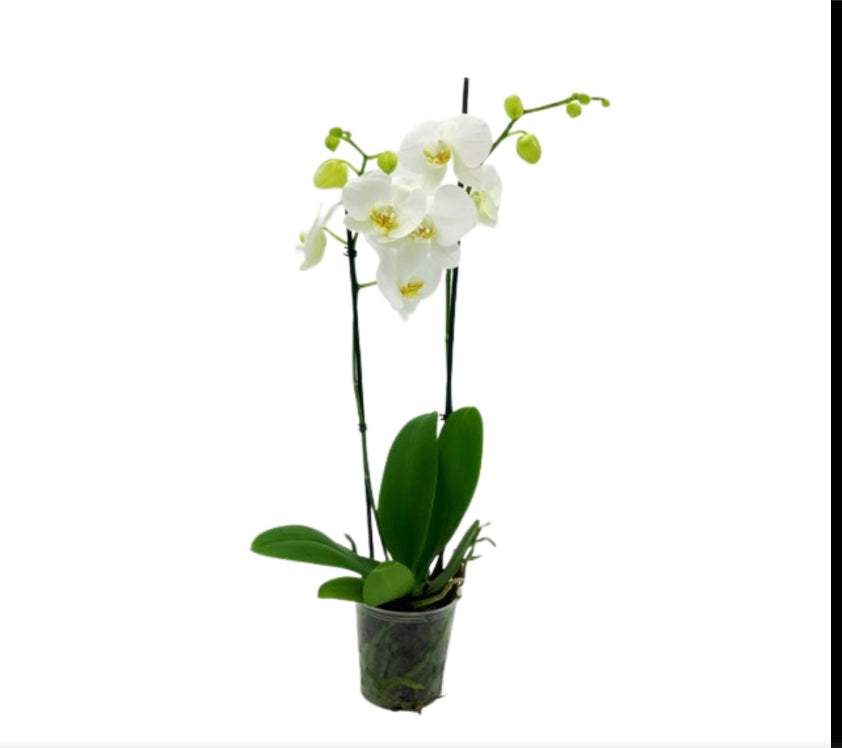 8 double stem white orchids, 5" Phal