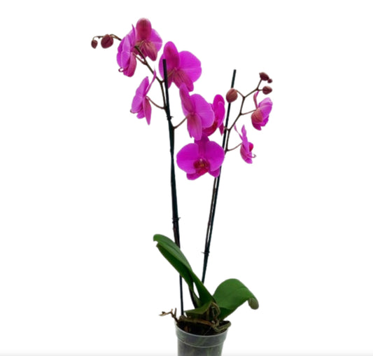 8 double stem purple orchids, 5" Phal